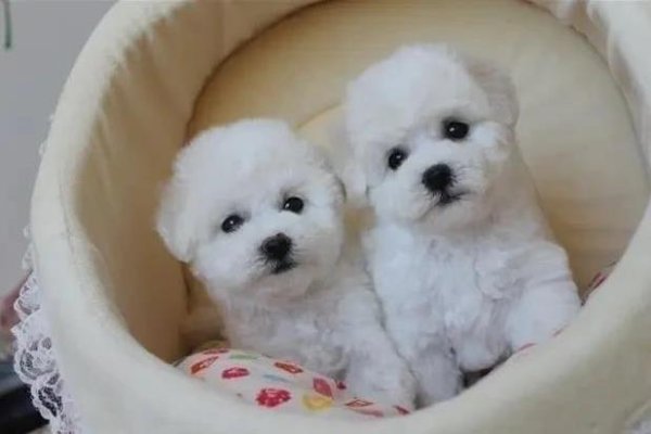 天成创亿 比熊米果闯祸不断，教我学会爱，家却更温暖了