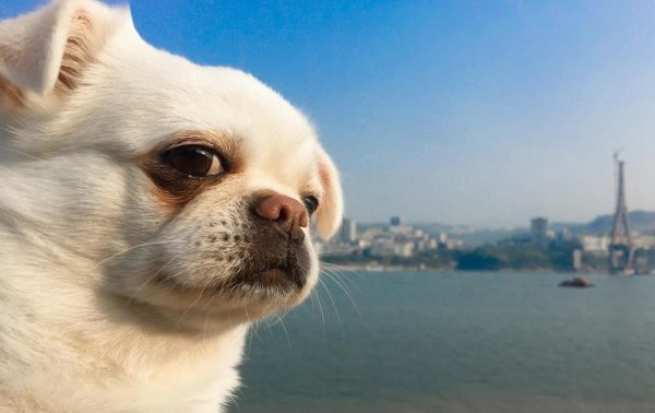 财牛股配 狗狗撒欢跑不跑？科学养宠3招，健康快乐全搞定