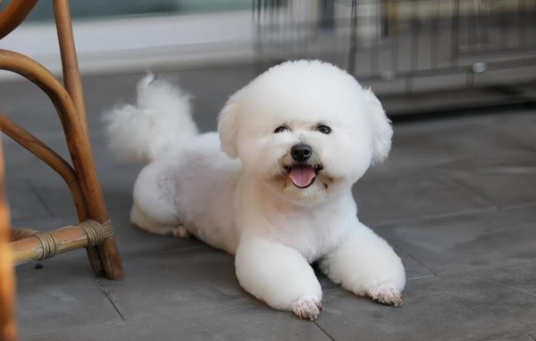 华泰优配 狗狗陪你笑陪你哭，家里多了个小太阳，你家有只暖心犬吗？