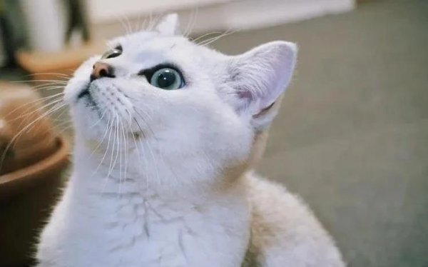 广州典丰 英短猫偷藏鞋子为哪般？温柔眼神藏秘密，你猜对了吗？